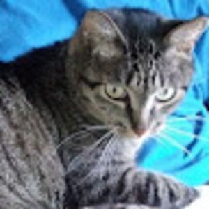 Meet your Posher, Ginger